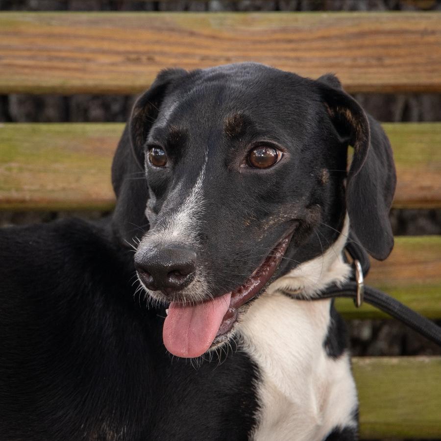 Enlarge Bonnie, a Adoptable mixed breed in Wells, VT image 2/2