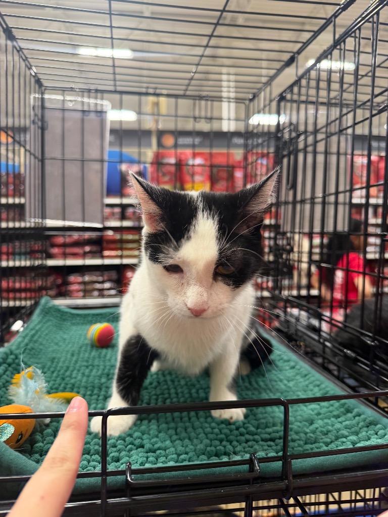 Ophelia, Adoptable, Young Female Domestic Short Hair.