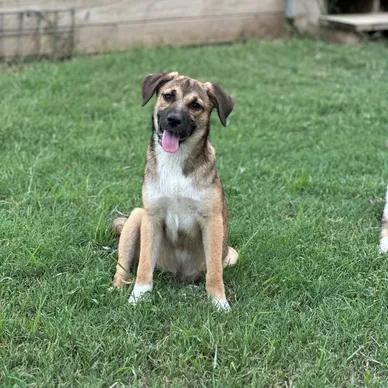 Charlotte, Adopted, Puppy Female German Shepherd Dog & Labrador Retriever.