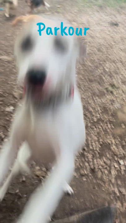 Enlarge Parkour, a ADOPTABLE Mixed Breed in Eureka, MO video 2/2