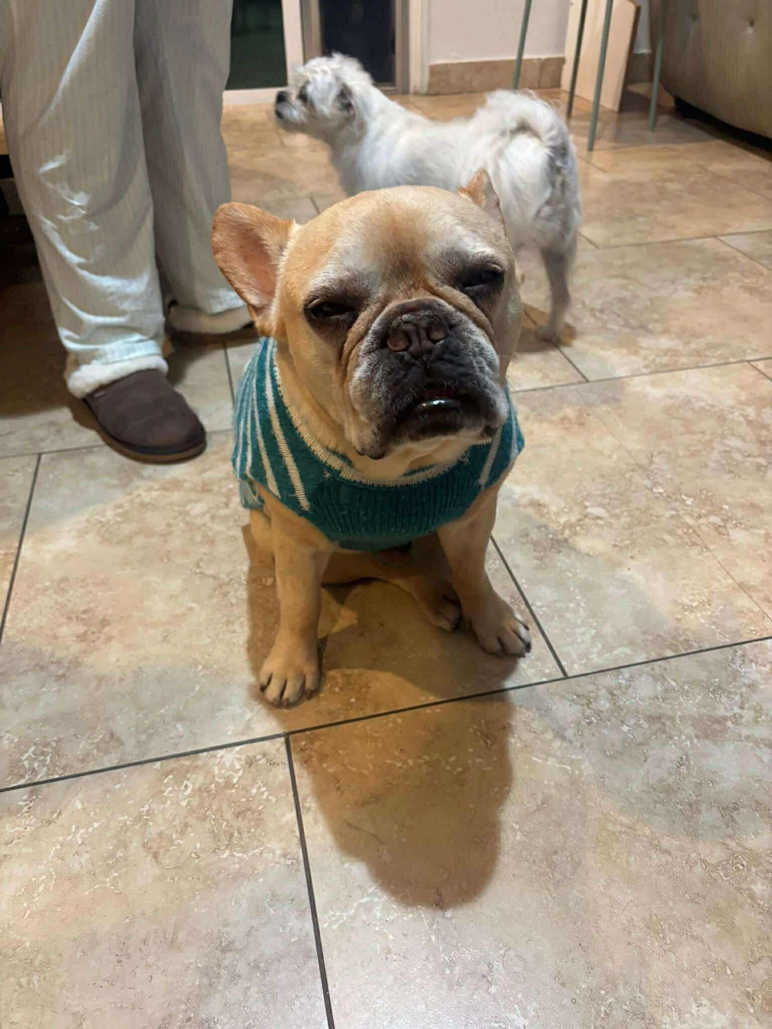 Enlarge Henri, a Adoptable French Bulldog in Tarzana, CA image 5/6