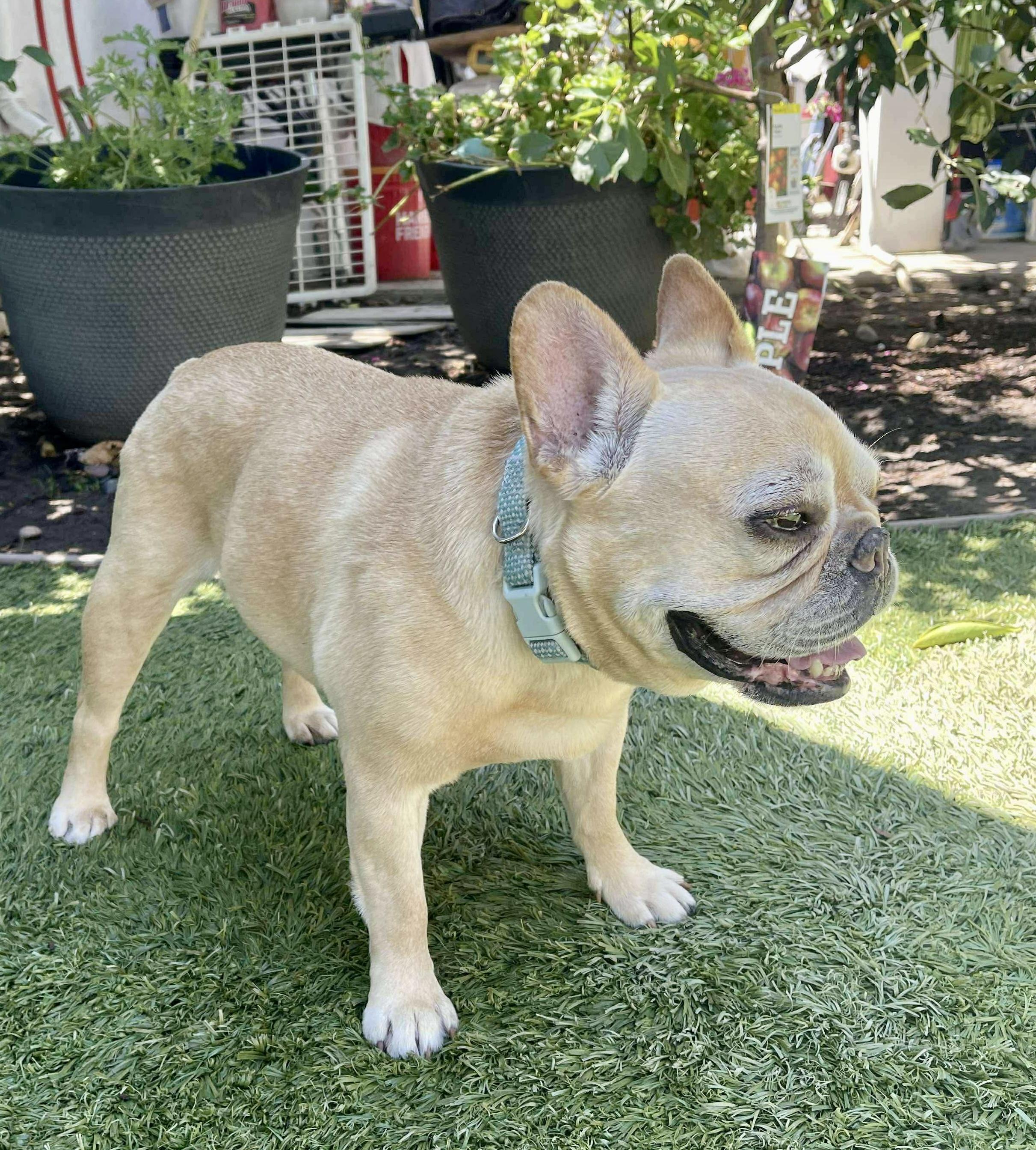Enlarge Henri, a Adoptable French Bulldog in Tarzana, CA image 4/6