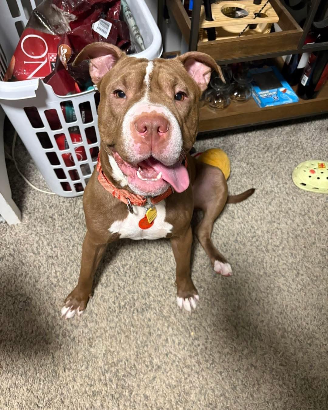 Willa, Young Female Shar-Pei