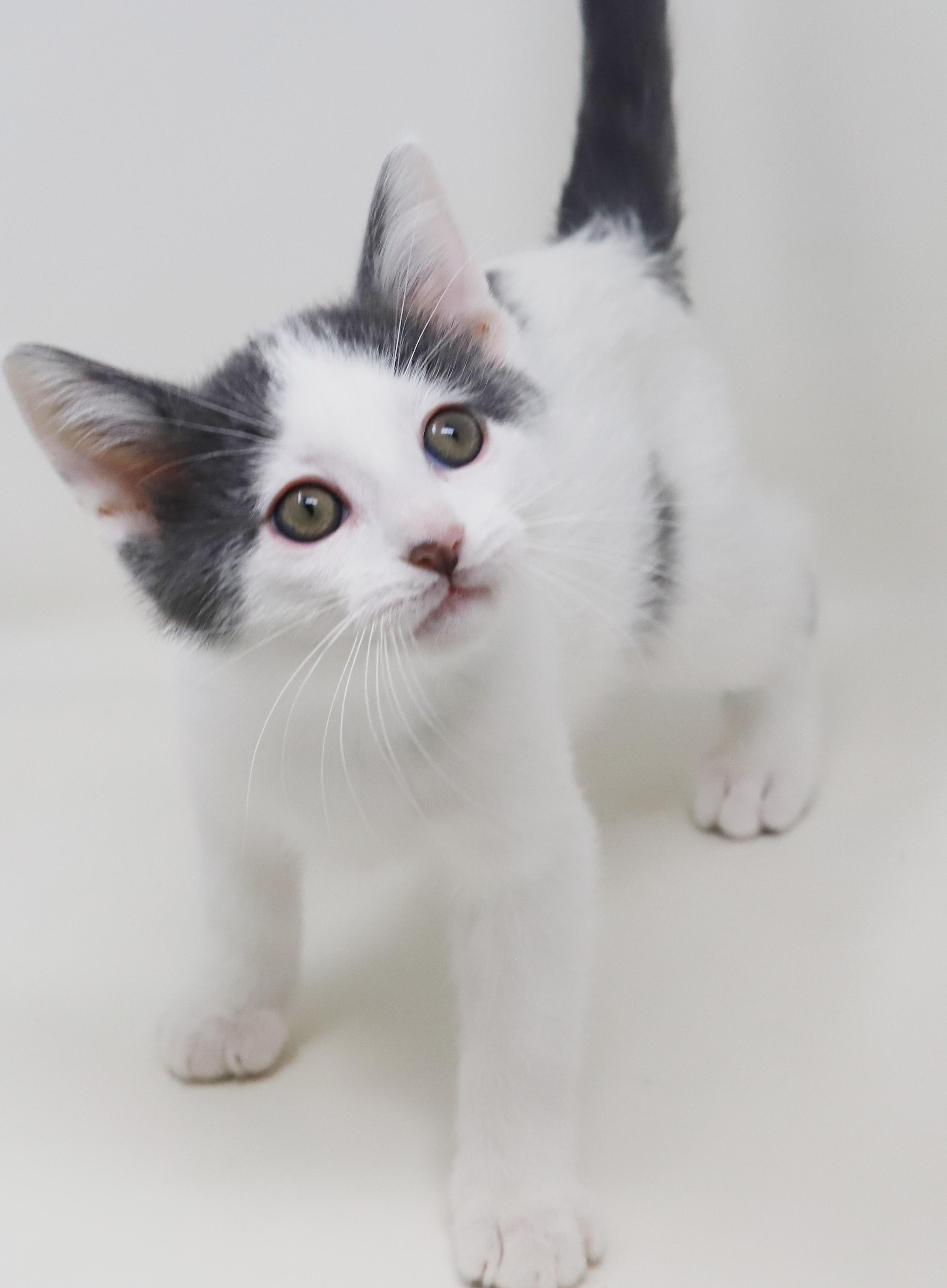 Enlarge Romeo is RIDICULOUSLY SWEET!!  Tiny tot!   , a Adoptable mixed breed in Bedford Hills, NY image 2/6