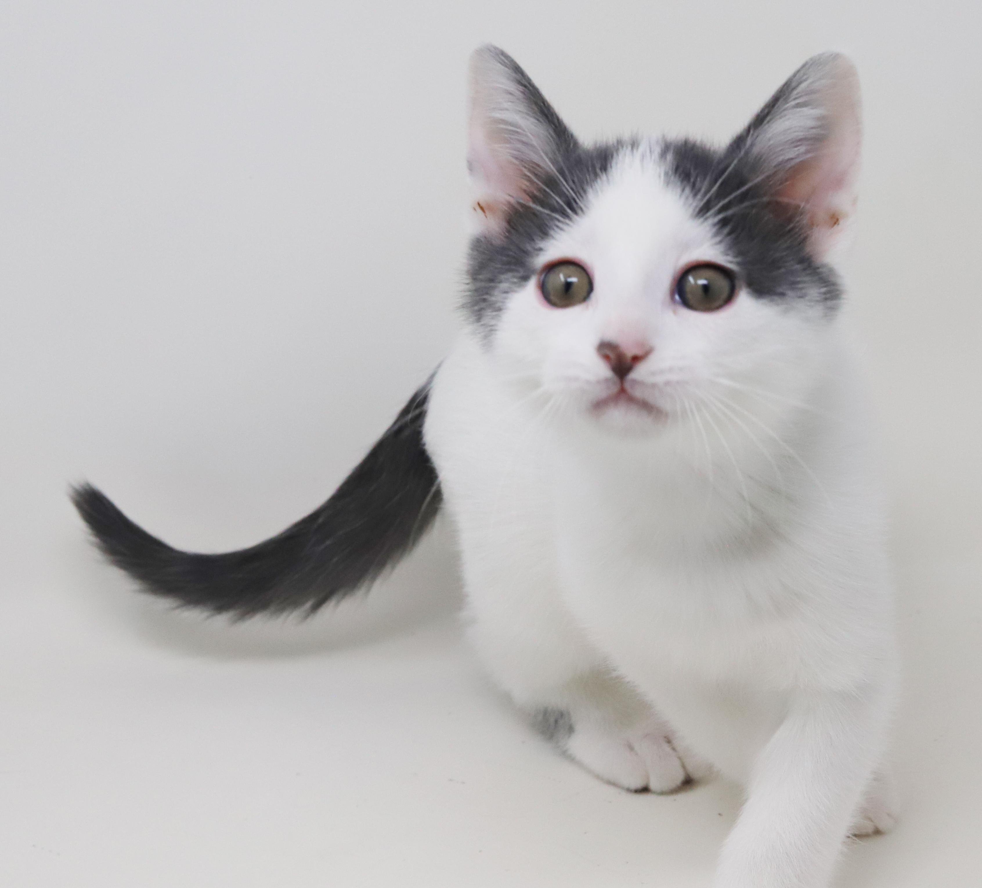 Romeo is RIDICULOUSLY SWEET!!  Tiny tot!   , Adoptable, Kitten Male Turkish Van & Tabby.