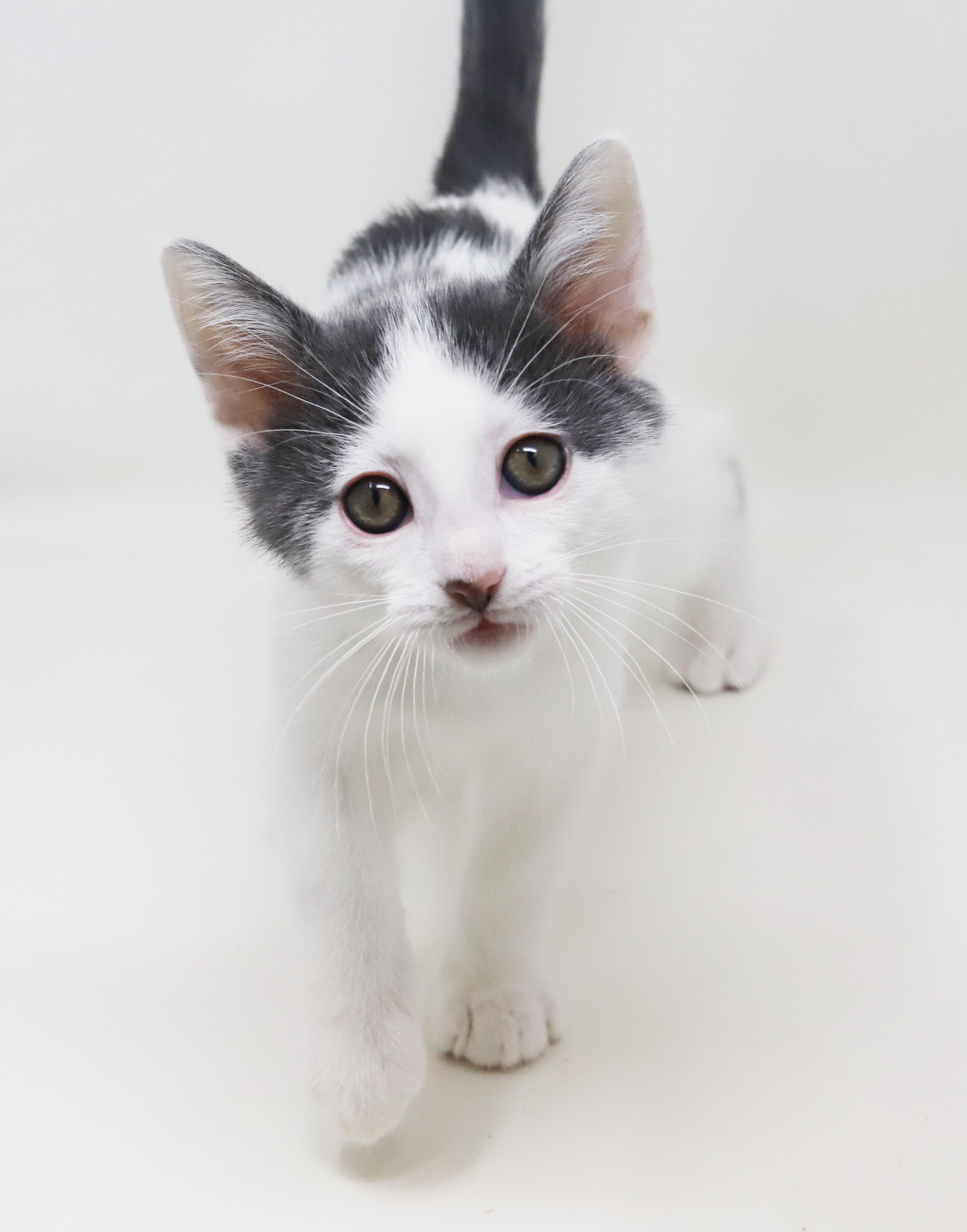 Enlarge Romeo is RIDICULOUSLY SWEET!!  Tiny tot!   , a Adoptable mixed breed in Bedford Hills, NY image 5/6