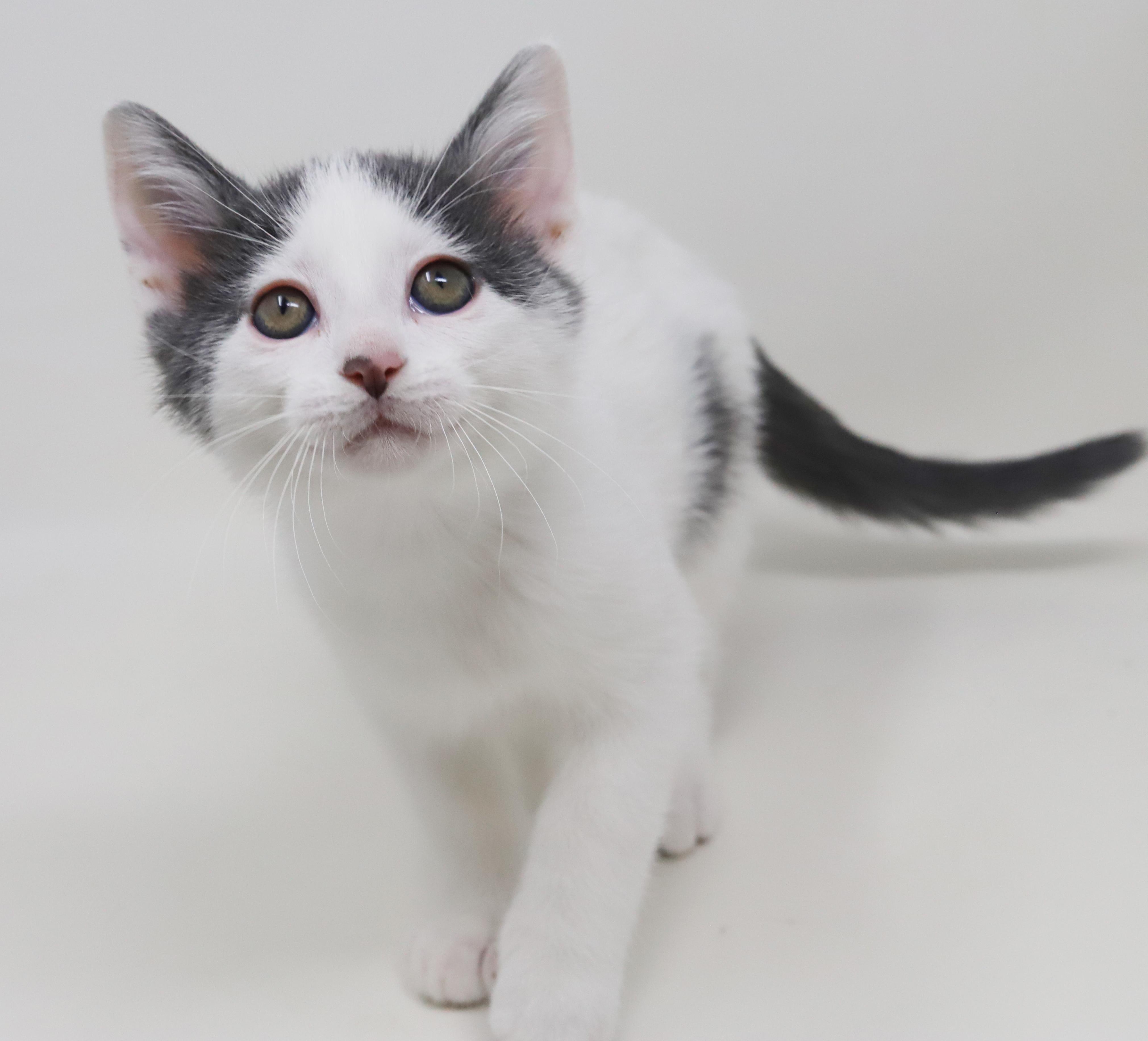 Enlarge Romeo is RIDICULOUSLY SWEET!!  Tiny tot!   , a Adoptable mixed breed in Bedford Hills, NY image 4/6