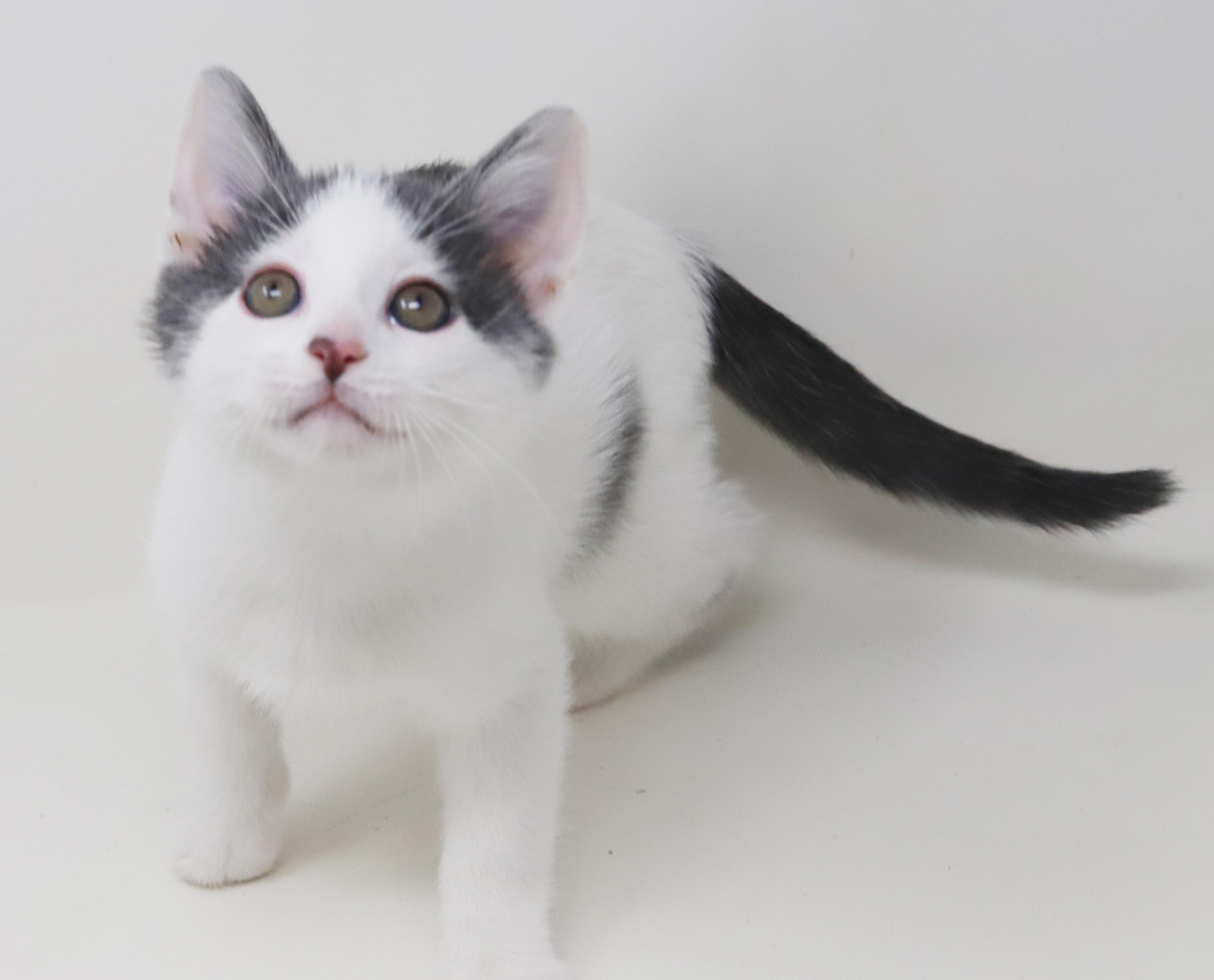 Enlarge Romeo is RIDICULOUSLY SWEET!!  Tiny tot!   , a Adoptable mixed breed in Bedford Hills, NY image 6/6