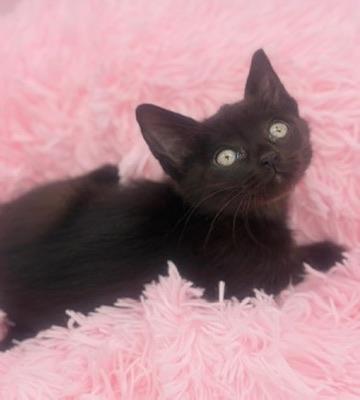 Poliwag, a Adoptable Domestic Short Hair in Covington, LA image 6/6