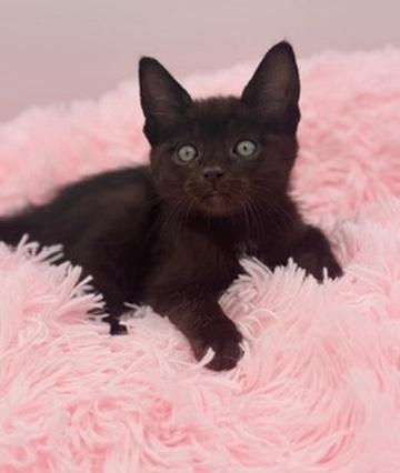 Poliwag, Adoptable, Kitten Male Domestic Short Hair.