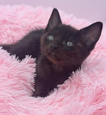 Poliwag, a Adoptable Domestic Short Hair in Covington, LA image 3/6