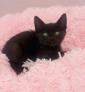 Poliwag, a Adoptable Domestic Short Hair in Covington, LA image 5/6