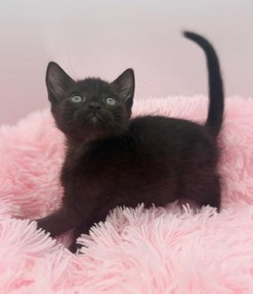 Poliwag, a Adoptable Domestic Short Hair in Covington, LA image 4/6