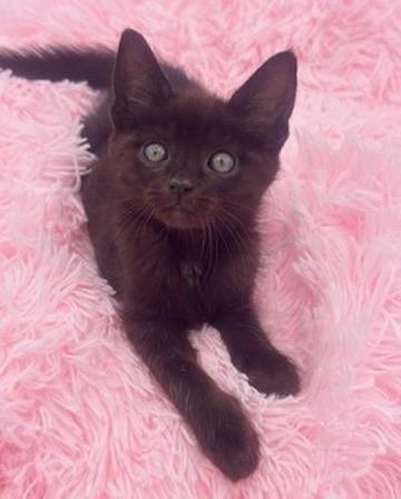 Poliwag, a Adoptable Domestic Short Hair in Covington, LA image 2/6