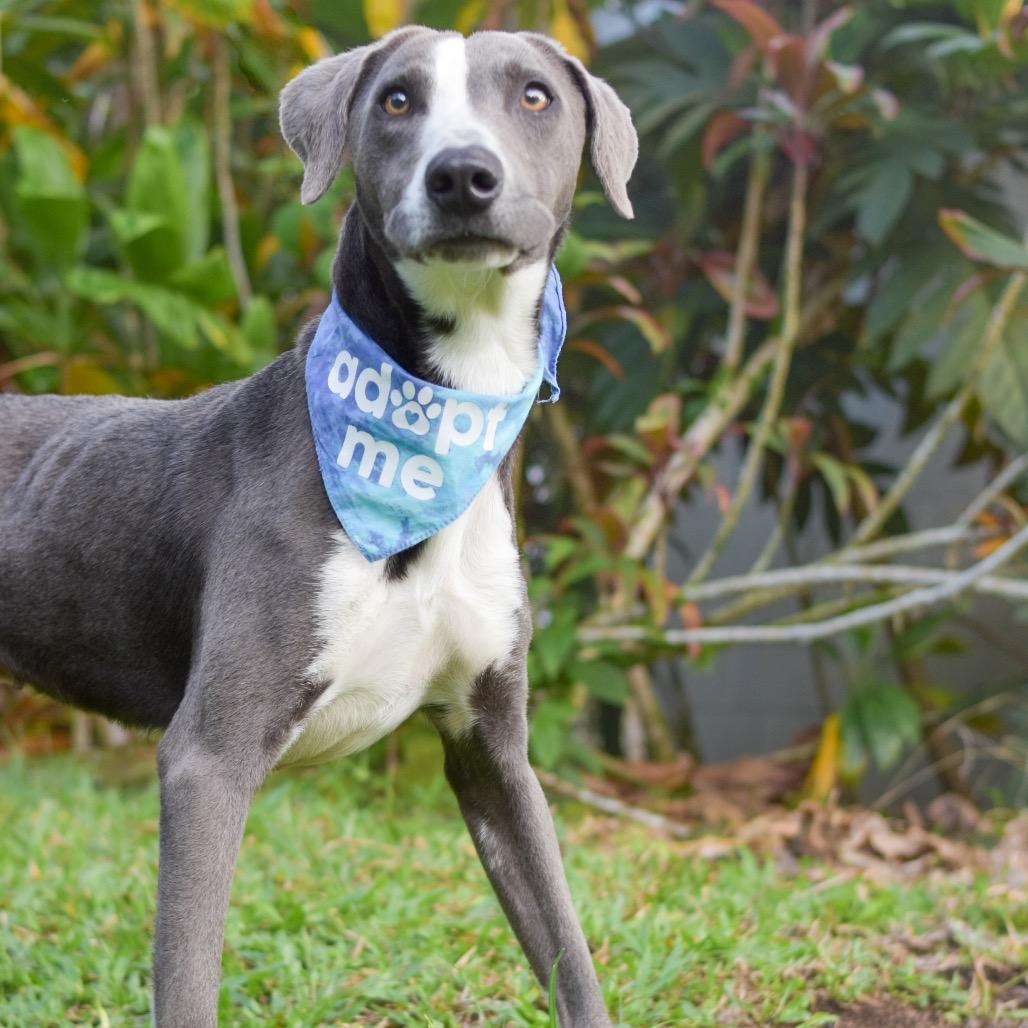 Mackerel, a Adoptable Mixed Breed in Kailua Kona, HI image 1/6