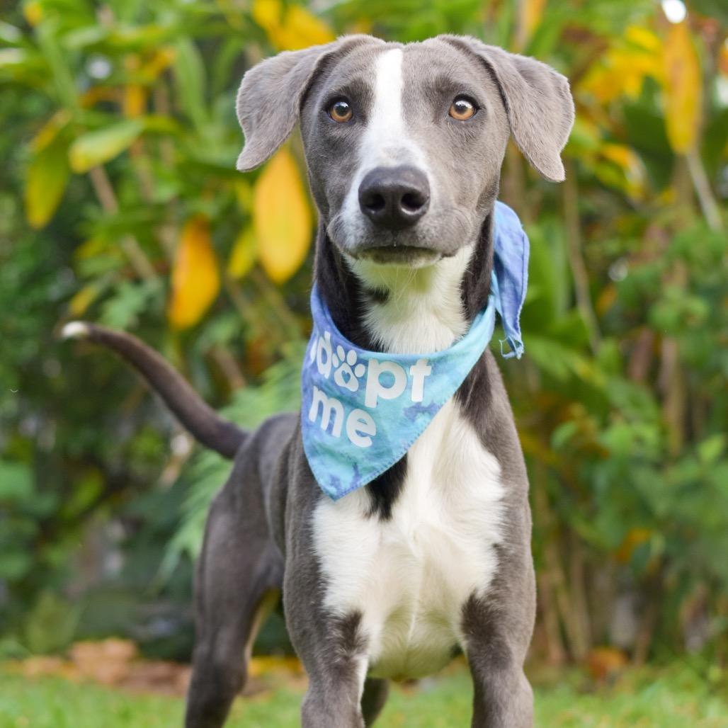 Mackerel, a Adoptable Mixed Breed in Kailua Kona, HI image 2/6