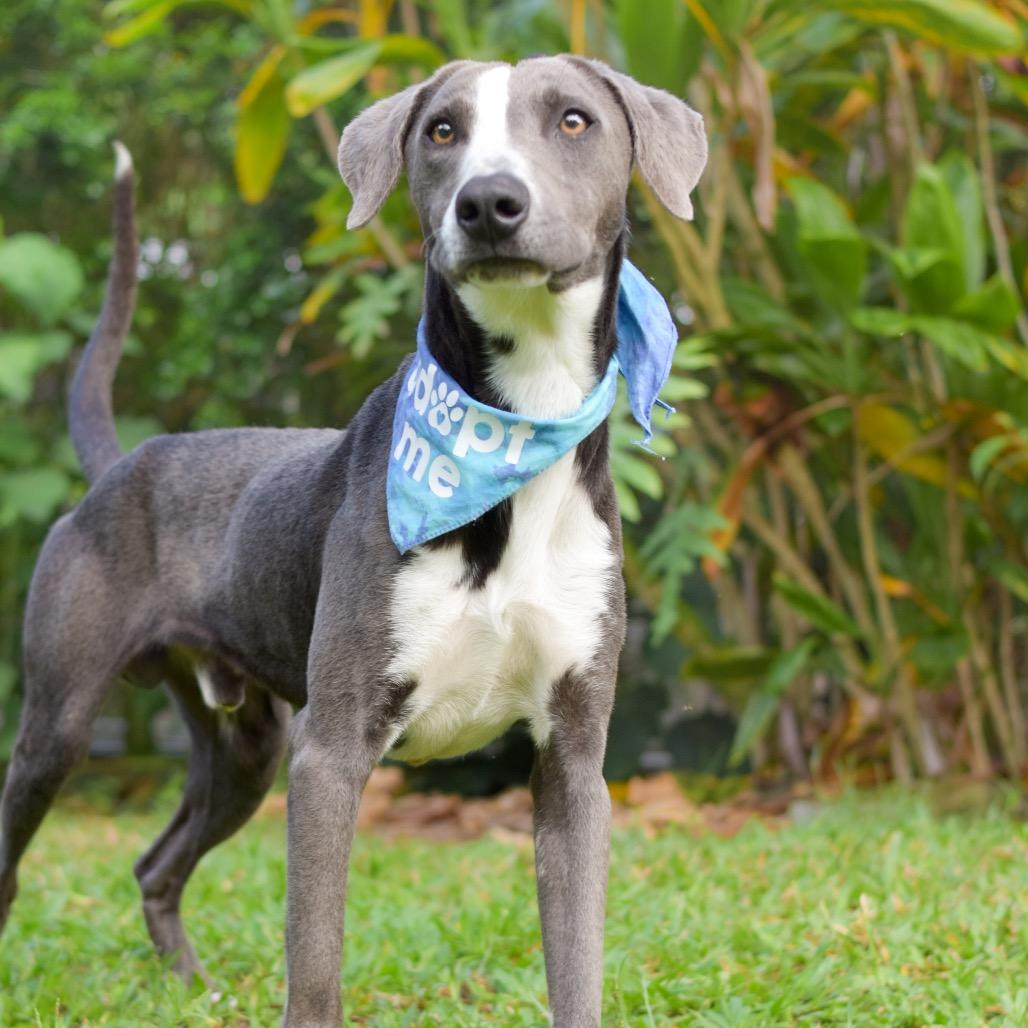 Mackerel, a Adoptable Mixed Breed in Kailua Kona, HI image 3/6