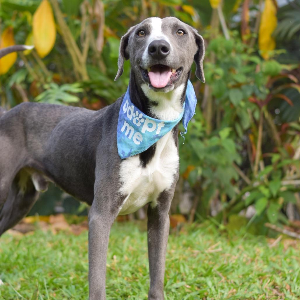 Mackerel, a Adoptable Mixed Breed in Kailua Kona, HI image 5/6