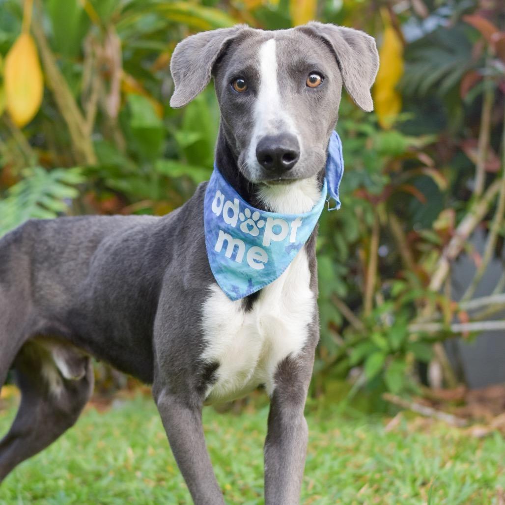 Mackerel, a Adoptable Mixed Breed in Kailua Kona, HI image 6/6