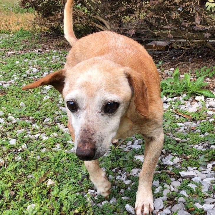Hughie, Senior Male Chihuahua
