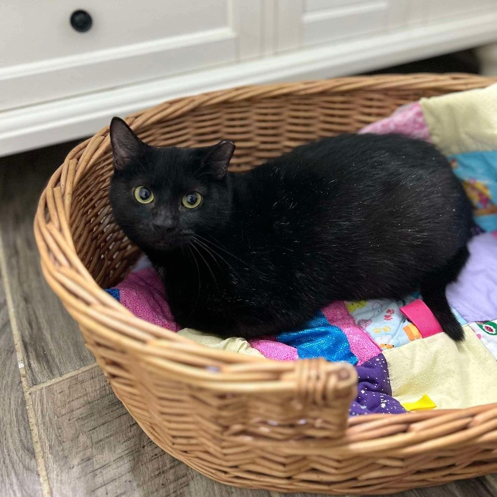 Olive, Adoptable, Young Female Domestic Short Hair.