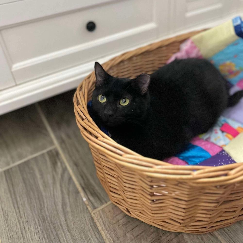 Enlarge Olive, a Adoptable Domestic Short Hair in Raleigh, NC image 2/6