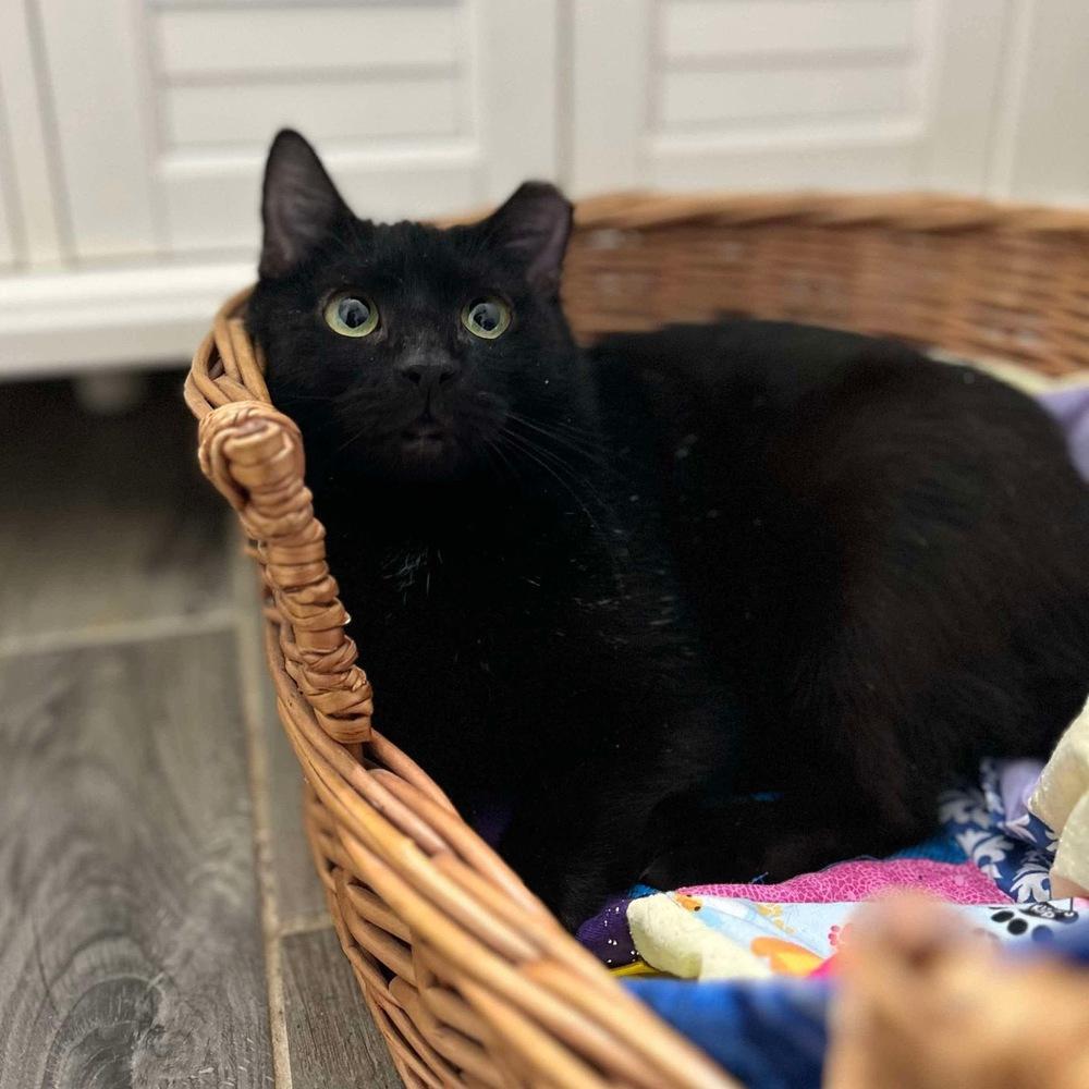 Olive, Adoptable, Young Female Domestic Short Hair.