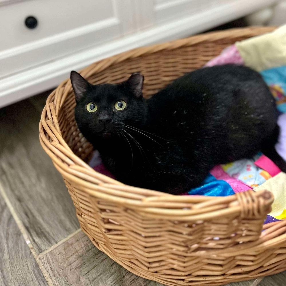 Enlarge Olive, a Adoptable Domestic Short Hair in Raleigh, NC image 4/6