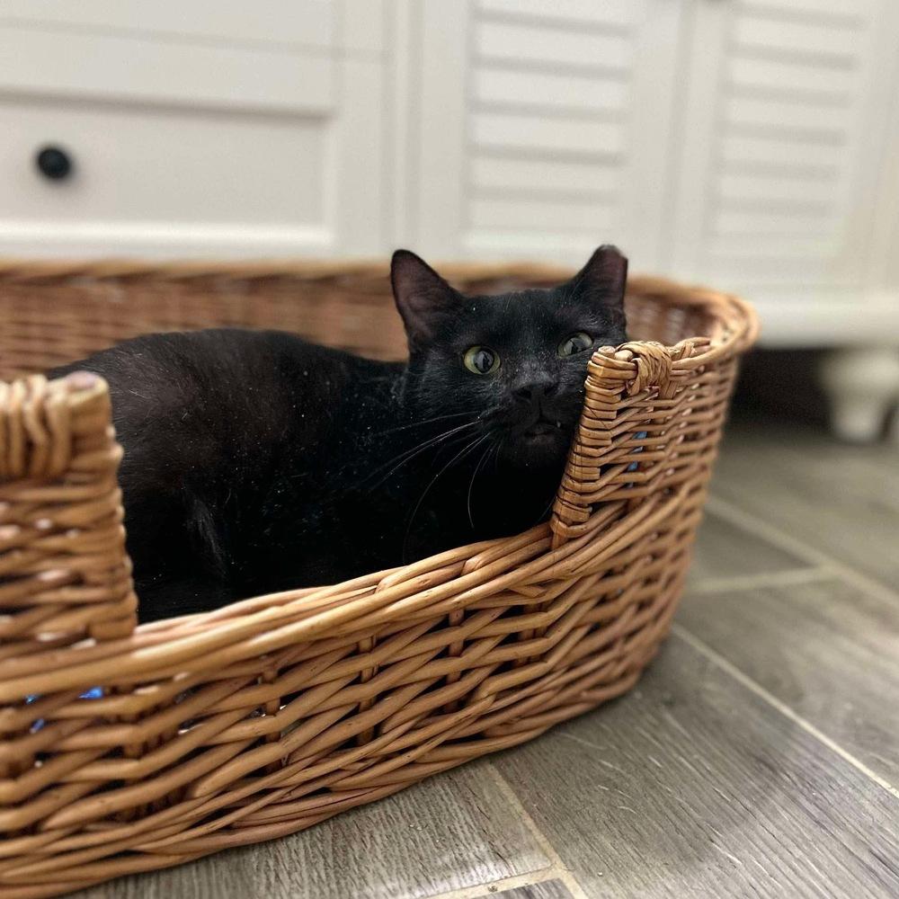 Enlarge Olive, a Adoptable Domestic Short Hair in Raleigh, NC image 5/6