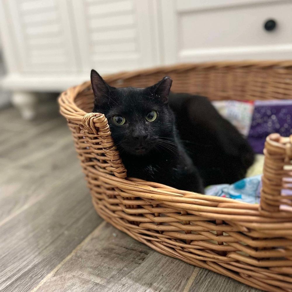 Enlarge Olive, a Adoptable Domestic Short Hair in Raleigh, NC image 6/6