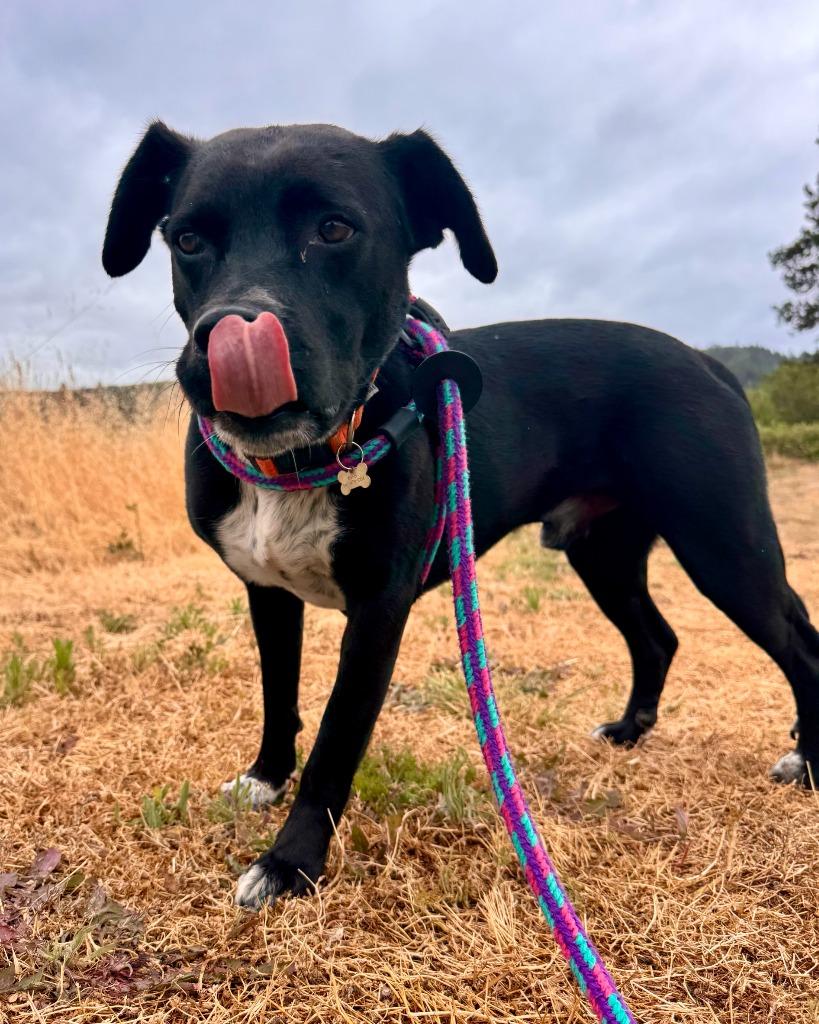 Patches, Adoptable, Adult Male Labrador Retriever.