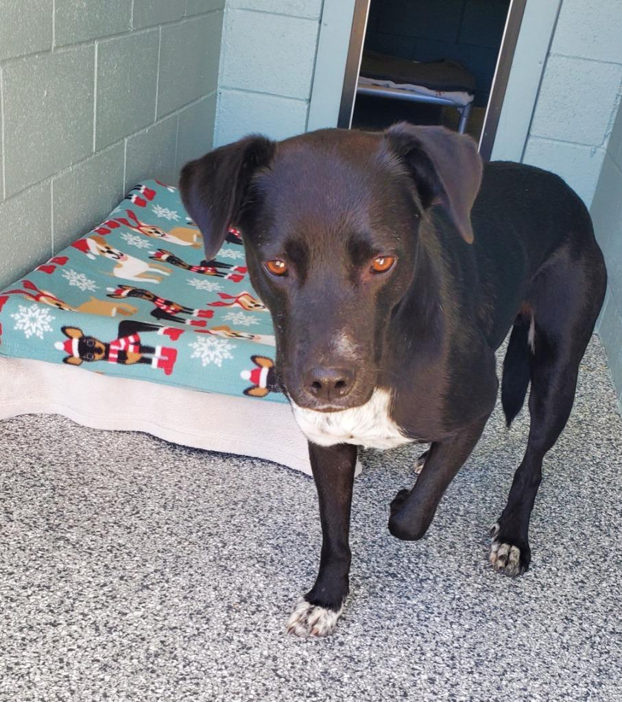 Enlarge Patches, a Adoptable Labrador Retriever in Grants Pass, OR image 1/1