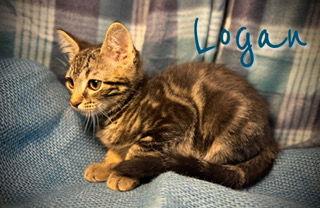 Logan, Adoptable, Young Male Domestic Short Hair & Tabby.