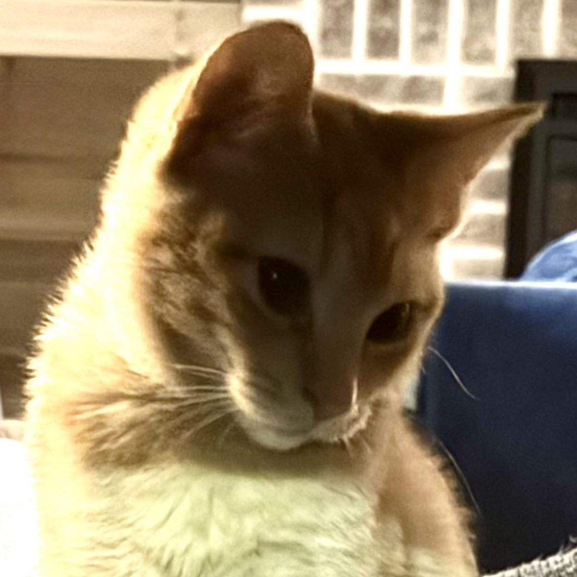 Enlarge Juniper & Junie B, a ADOPTABLE Domestic Short Hair in Morgantown, WV image 4/4