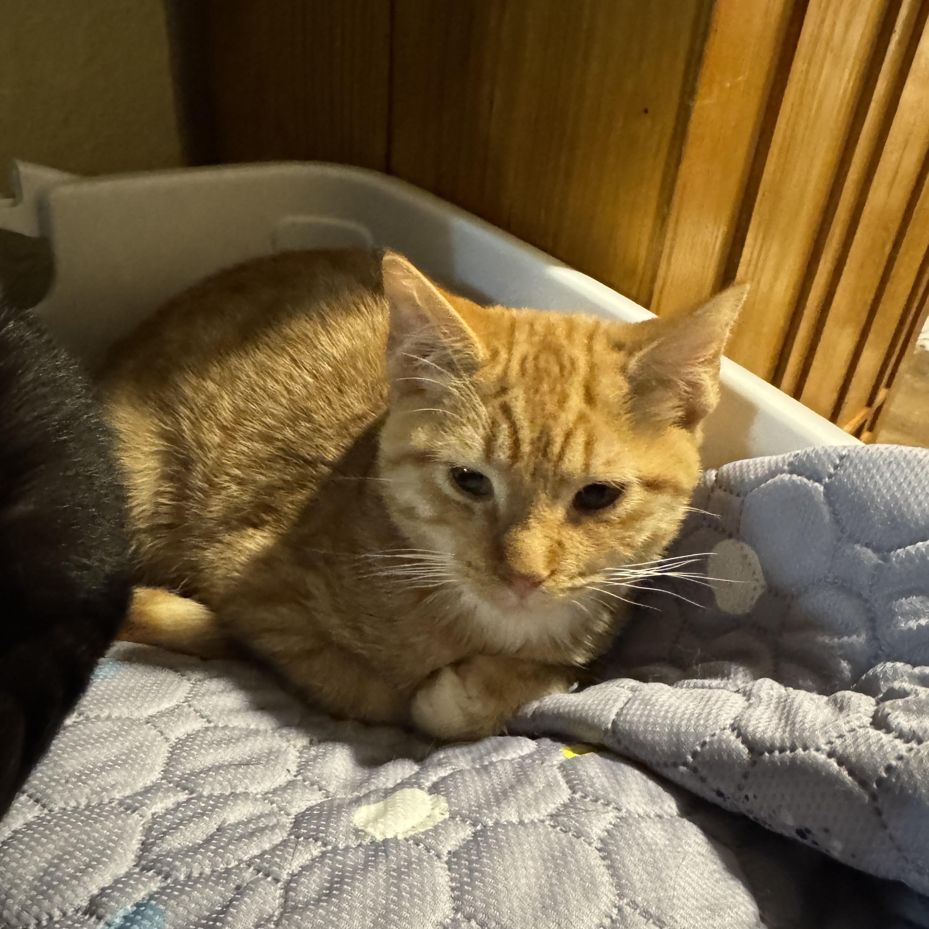 Juniper & Junie B, ADOPTABLE, Kitten Female Domestic Short Hair.