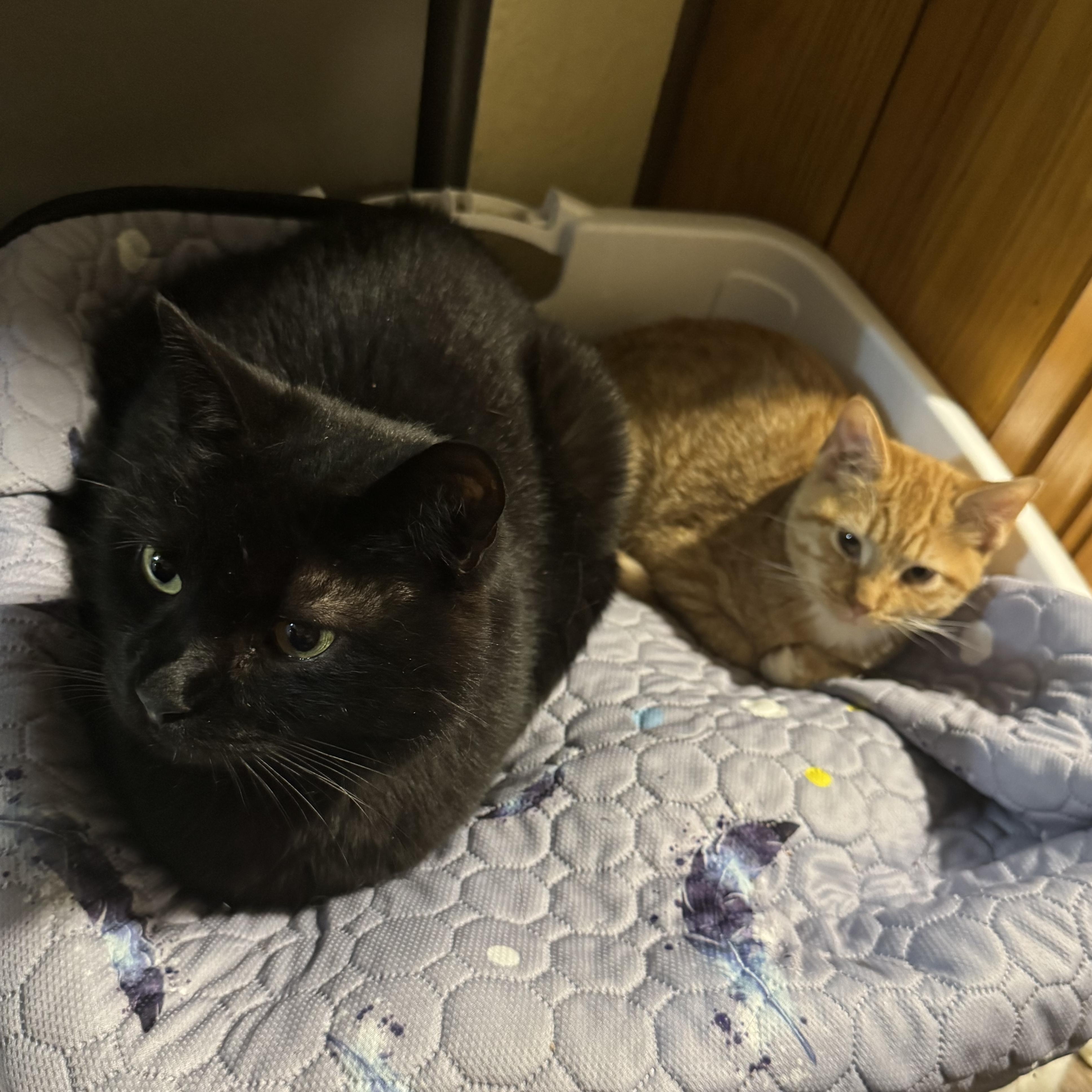 Enlarge Juniper & Junie B, a ADOPTABLE Domestic Short Hair in Morgantown, WV image 2/4