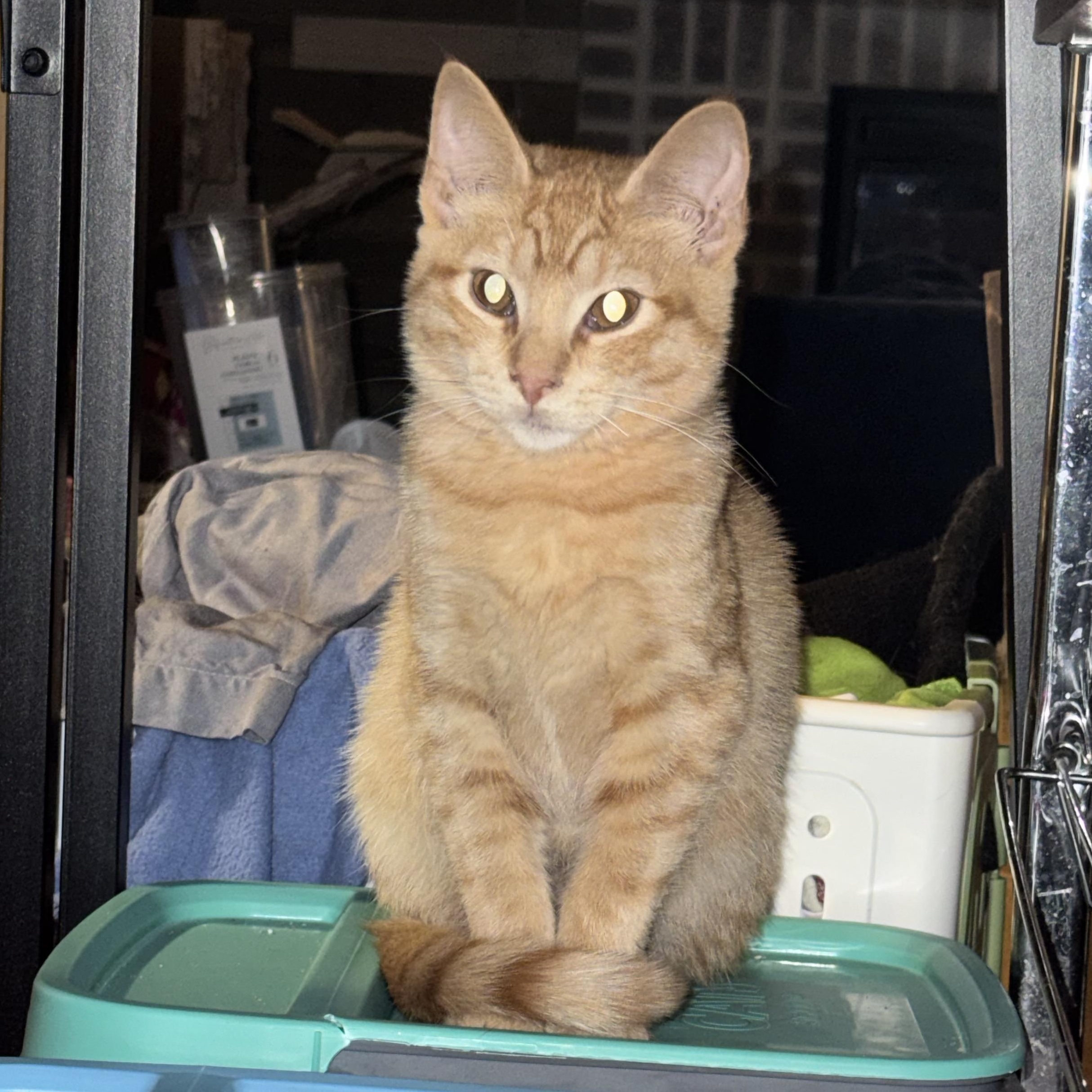 Enlarge Juniper & Junie B, a ADOPTABLE Domestic Short Hair in Morgantown, WV image 3/4