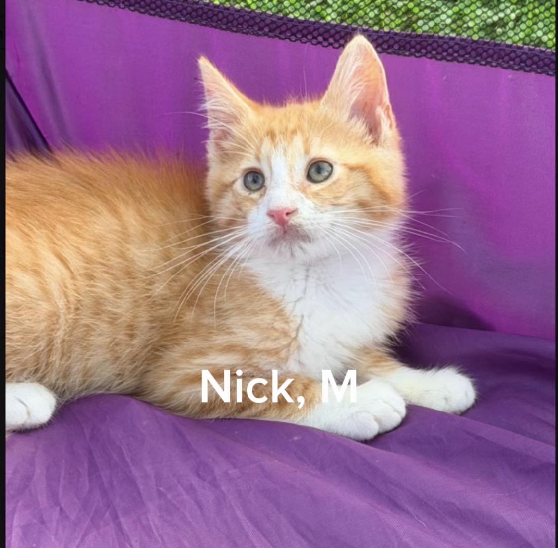 Nick, Adoptable, Kitten Male Domestic Medium Hair.