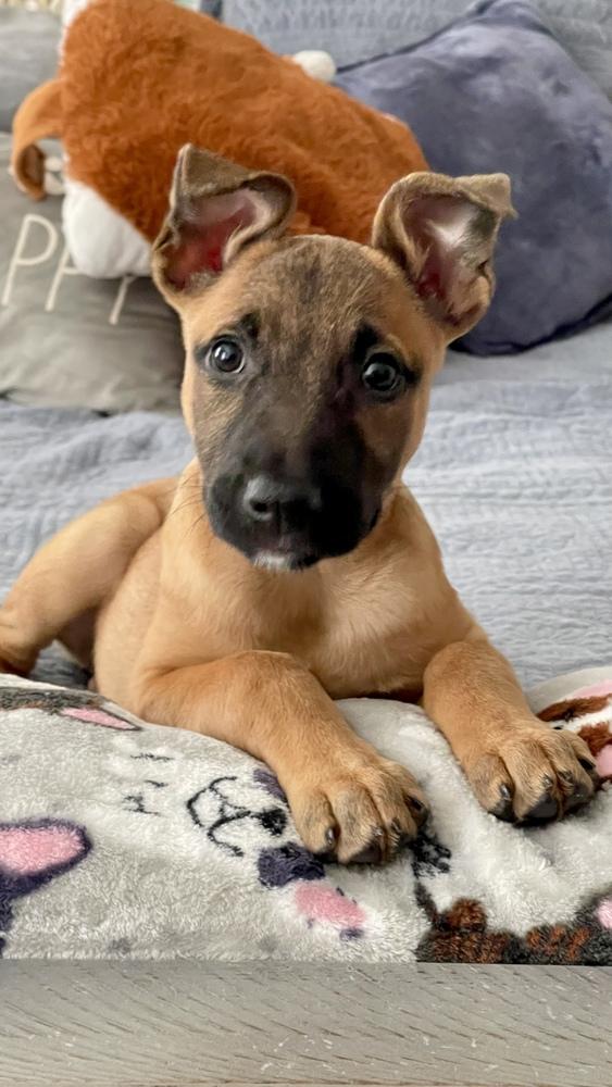 Dolly, Adoptable, Puppy Female Shepherd & Hound.