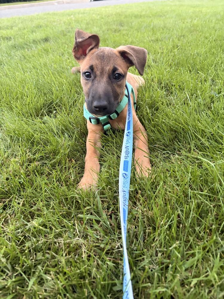 Enlarge Dolly, a Adoptable mixed breed in Greenlawn, NY image 2/6