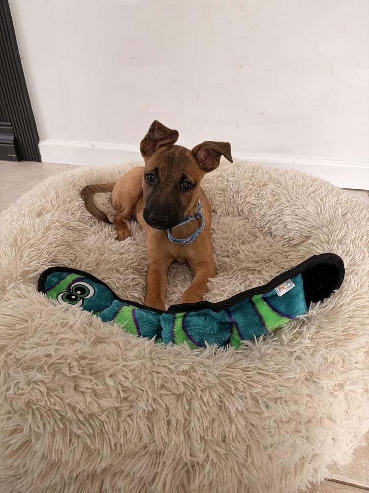 Enlarge Dolly, a Adoptable mixed breed in Greenlawn, NY image 3/6