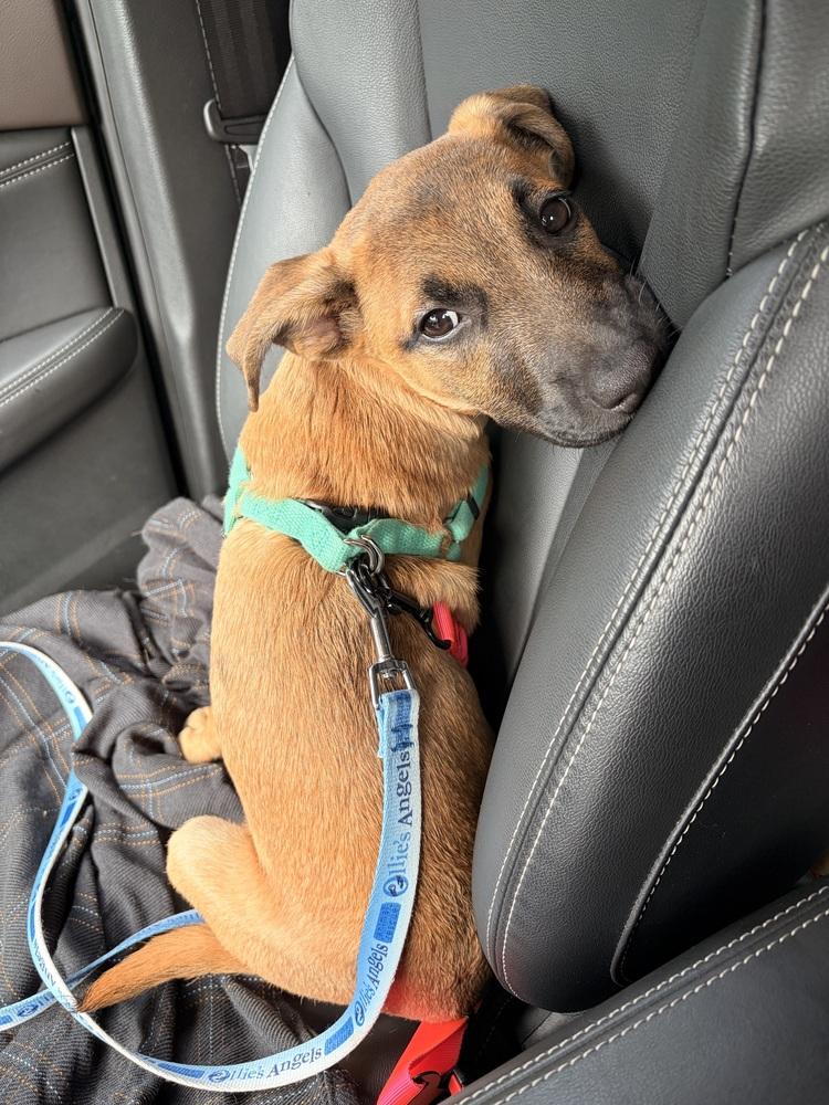 Enlarge Dolly, a Adoptable mixed breed in Greenlawn, NY image 4/6
