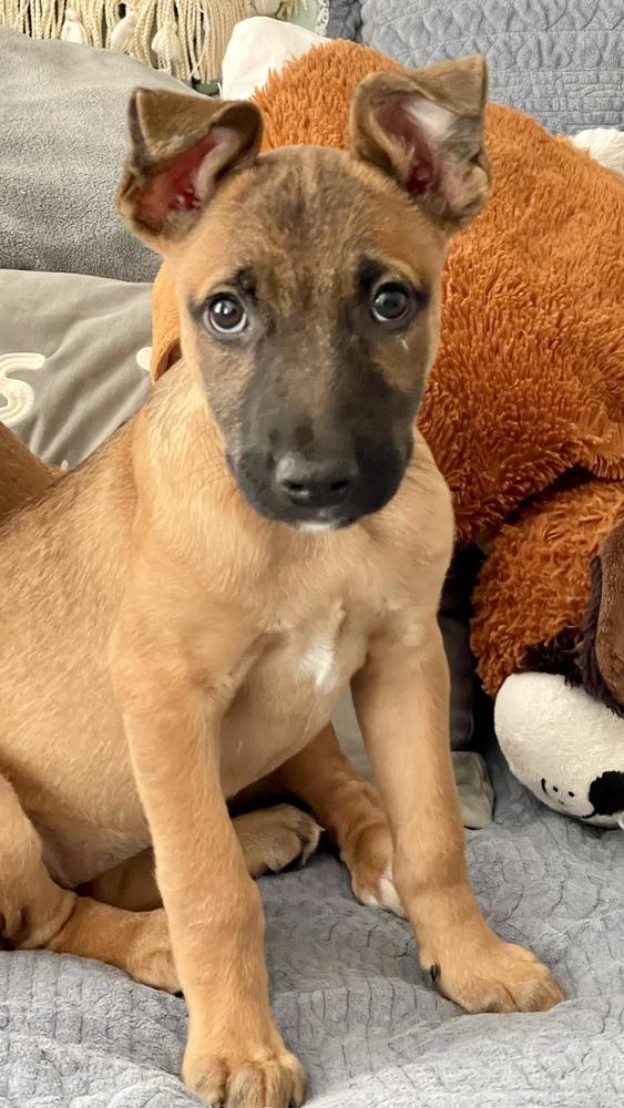 Enlarge Dolly, a Adoptable mixed breed in Greenlawn, NY image 5/6