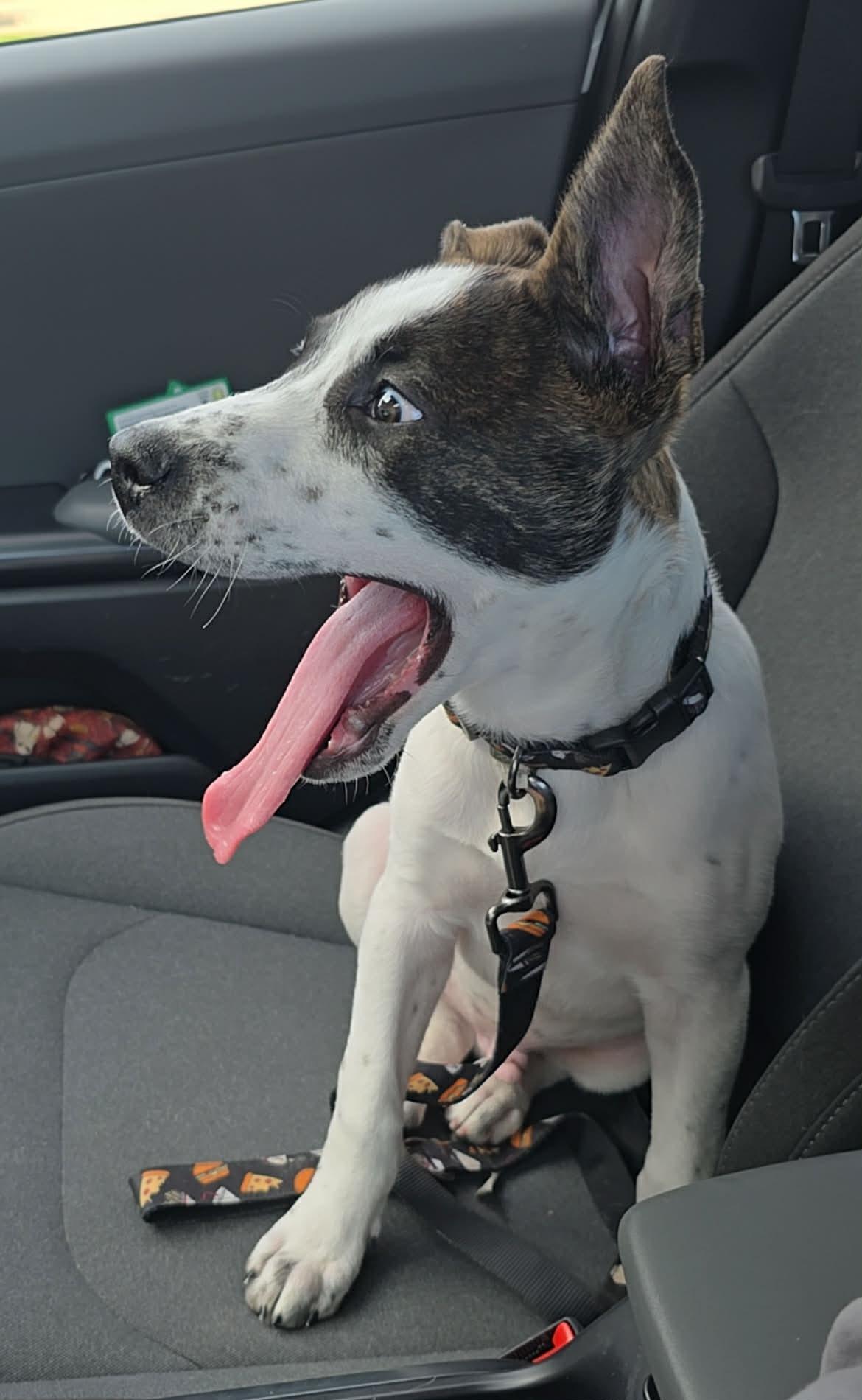 Enlarge Timbre, a Adoptable Pit Bull Terrier in Coralville, IA image 1/2