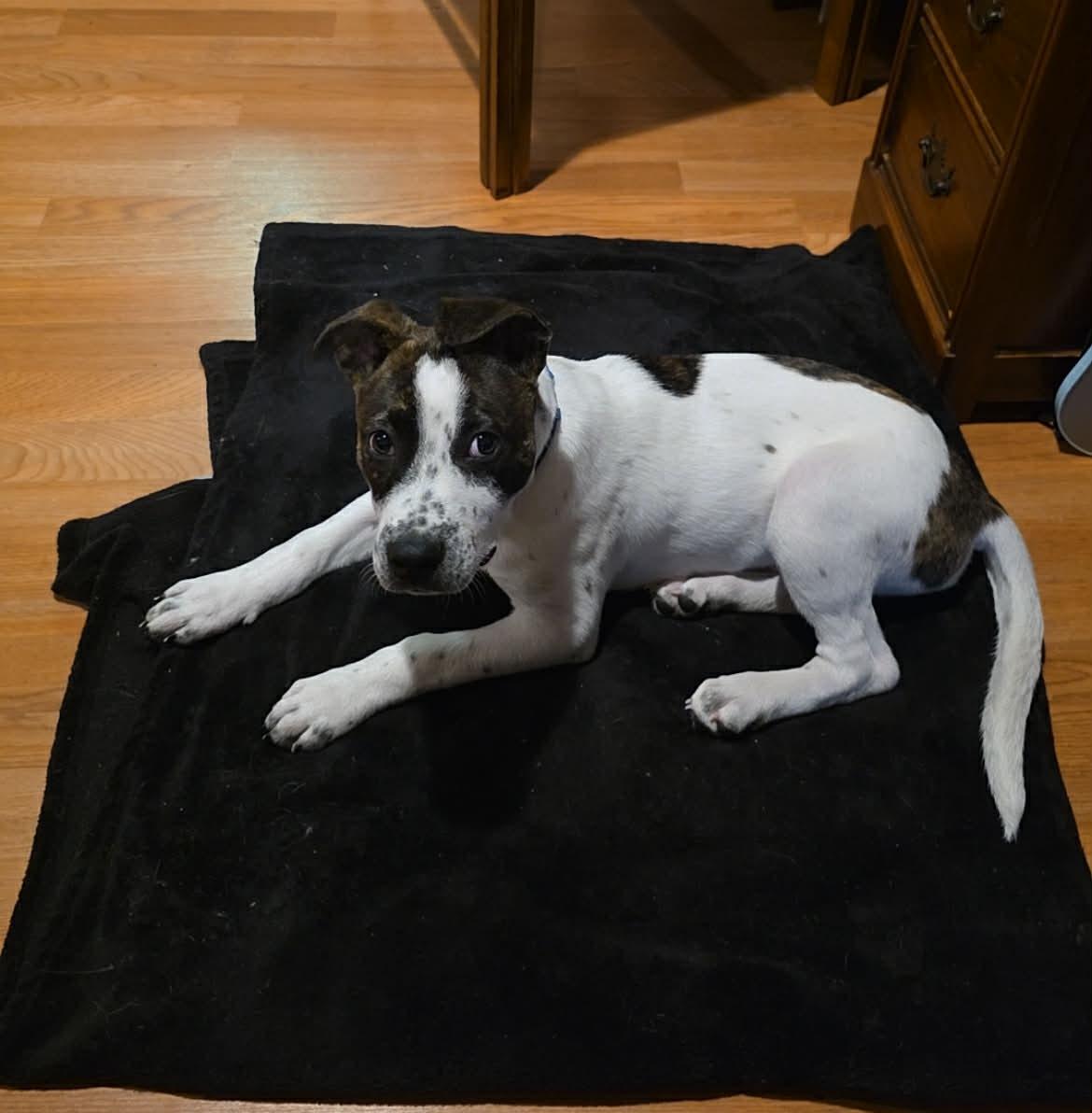 Enlarge Timbre, a Adoptable Pit Bull Terrier in Coralville, IA image 2/2