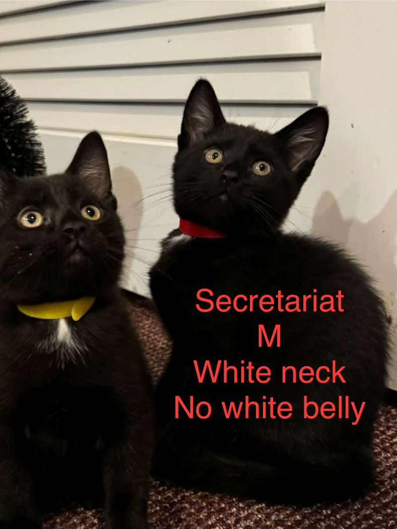 Secretariat and Winx, Bonded male and female kittens