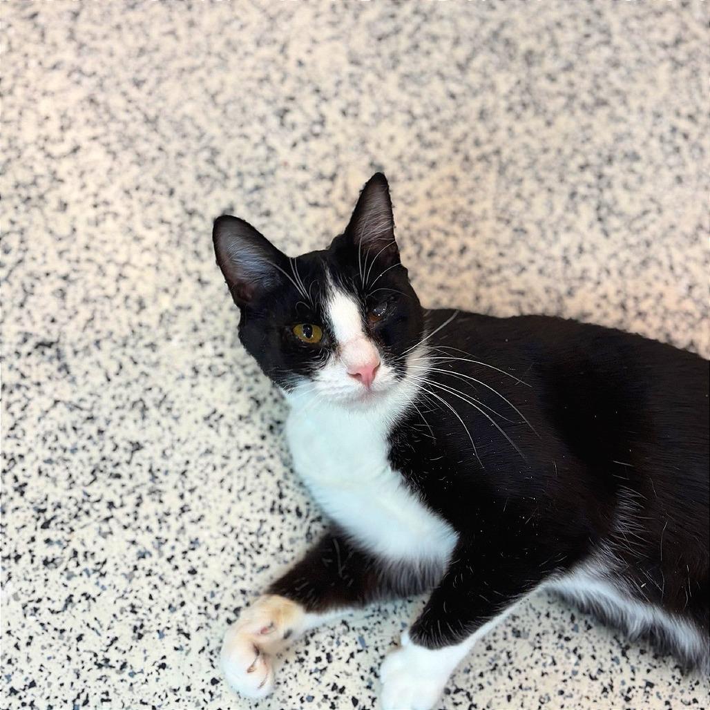 Enlarge Albin, a Adoptable Domestic Short Hair in Fresno, CA image 2/5