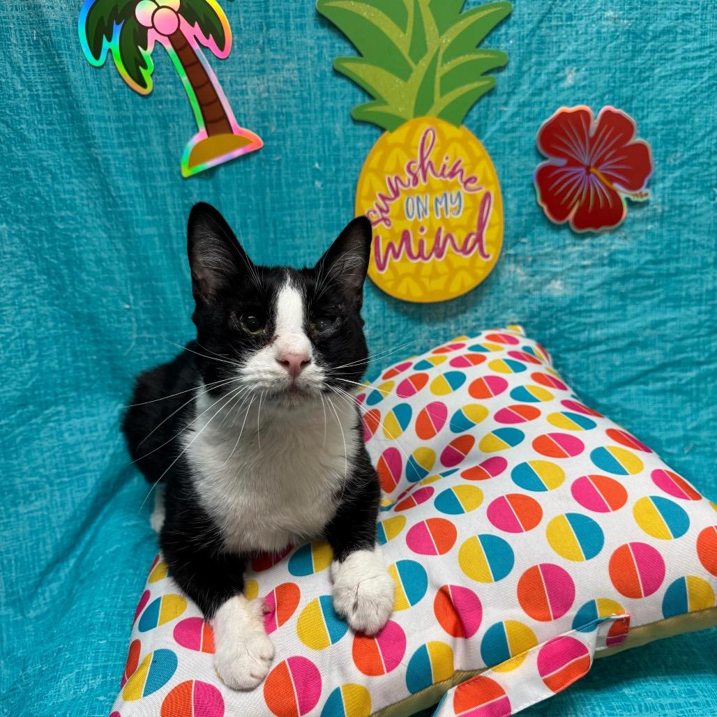Enlarge Albin, a Adoptable Domestic Short Hair in Fresno, CA image 3/5