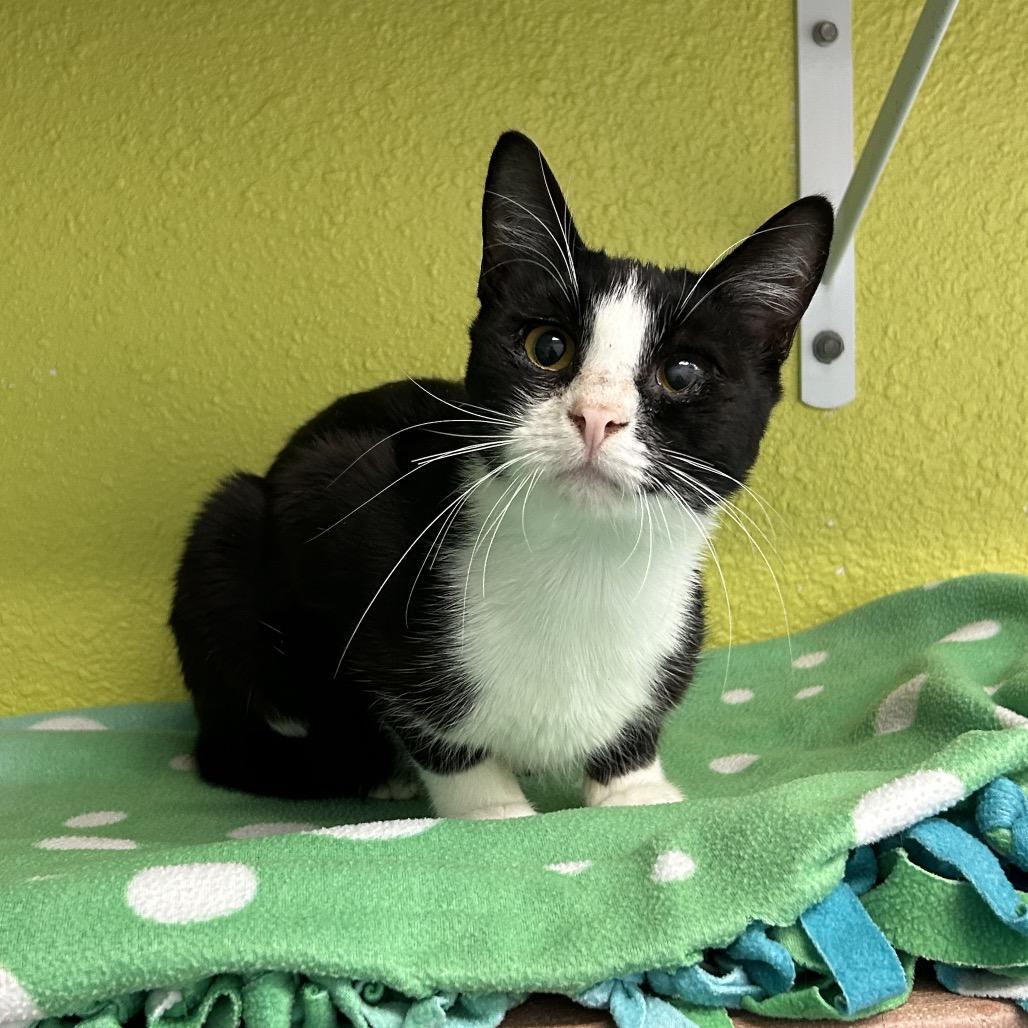 Enlarge Albin, a Adoptable Domestic Short Hair in Fresno, CA image 4/5