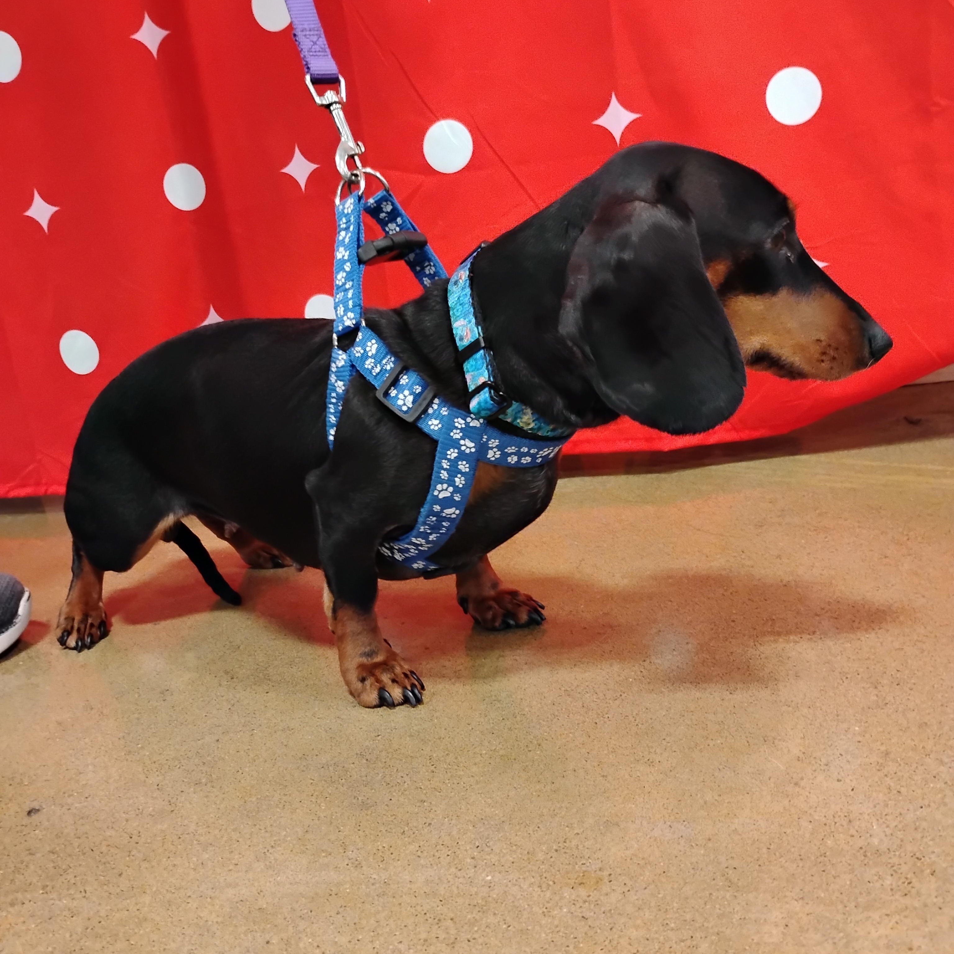 Enlarge Dolly, a Adopted Dachshund in Tulsa, OK image 1/3